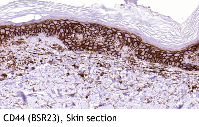 Anti-CD44 (Clone BSR23)